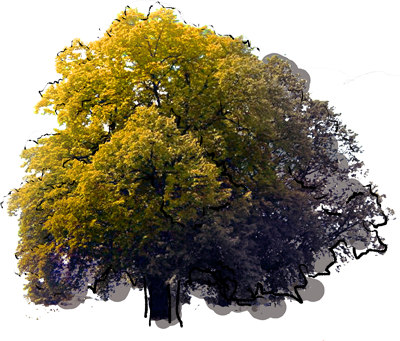 Golden Oak